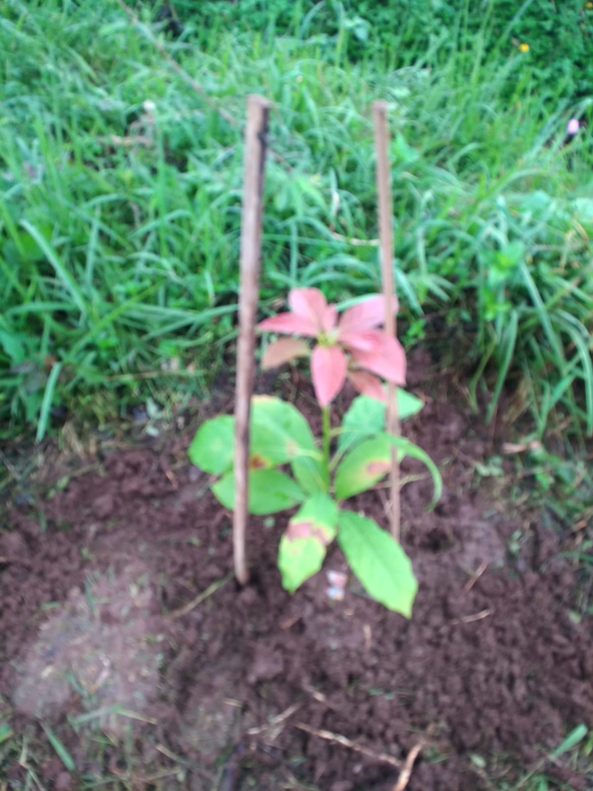 KEGIATAN PERANGKAT KEL PANEKAN 